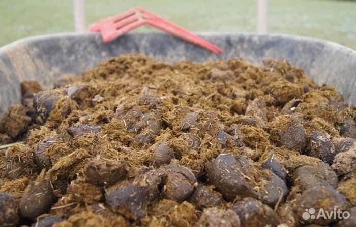 Конский навоз бесплатно