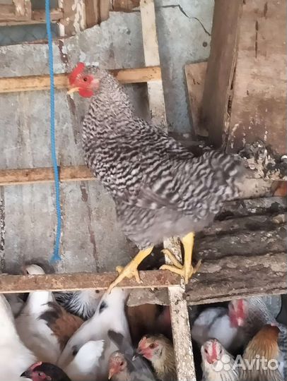 Петушки подрощенные на племя и на мясо