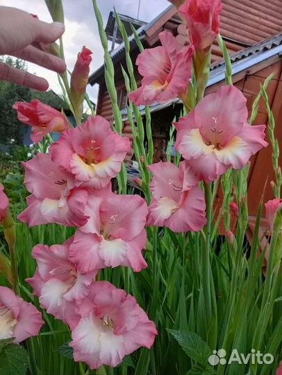 Гладиолусы и Георгины на срез