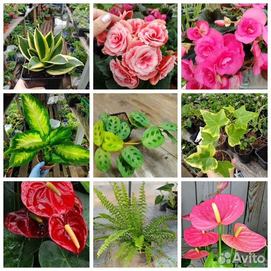 Комнатные растения цветы