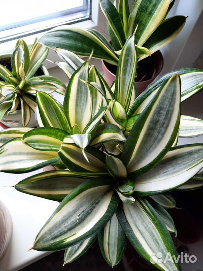 Сансевиерия сортовая