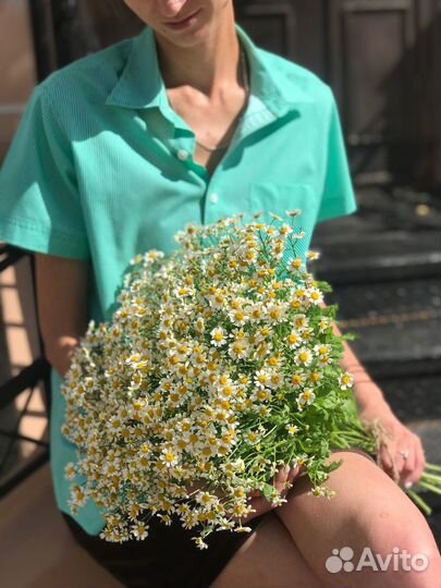 Кустовые ромашки (Нидерланды)