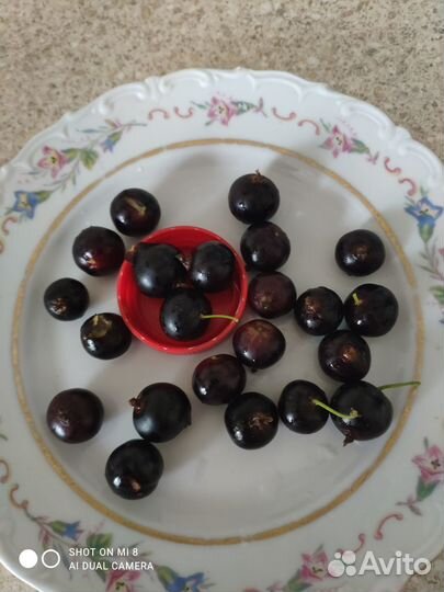 Плодовые кустарники