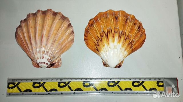 Морская Раковина гребень 