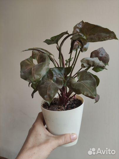 Сингониум шоколад