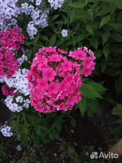 Цветы флоксы