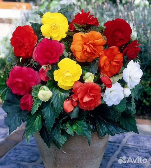 Бегония махровая клубневая