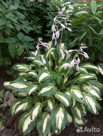 Хоста Медиовариегата