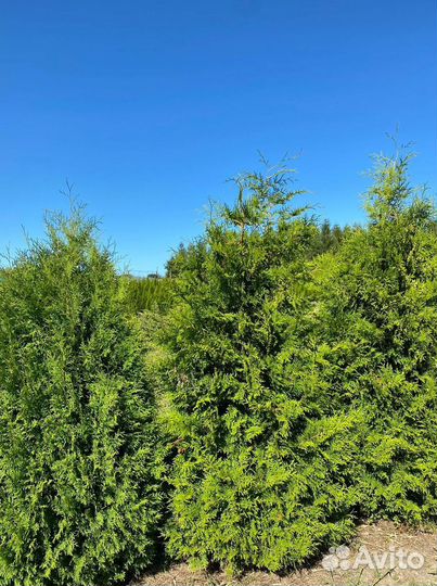 Туя Брабант ком