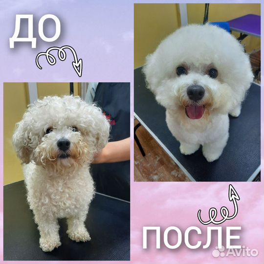 Грумер, стрижка собак, грумер на дом