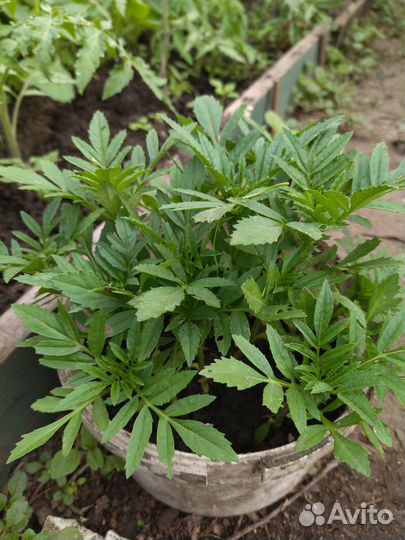 Бархатцы рассада