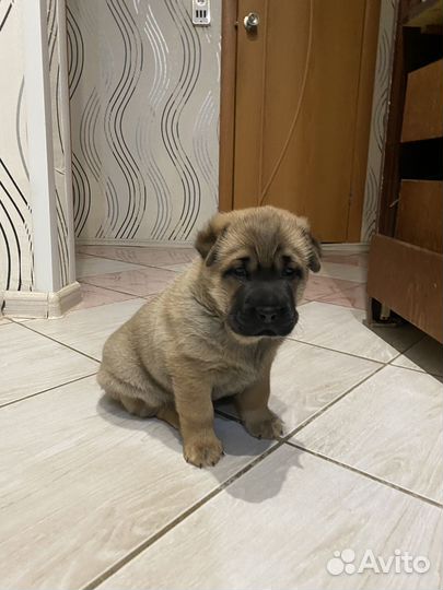 Собака в добрые руки отдам бесплатно