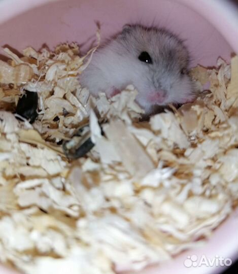 Джунгарики