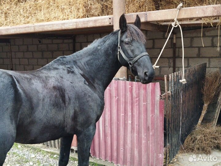 Карачаевский жеребец