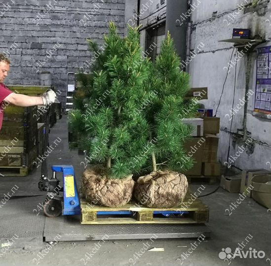 Саженцы сибирского кедра экстра класс