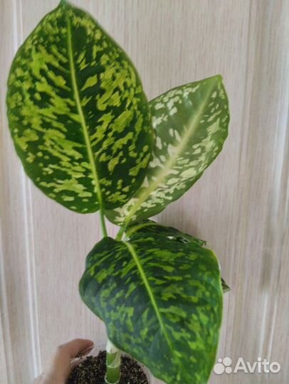 Диффенбахия