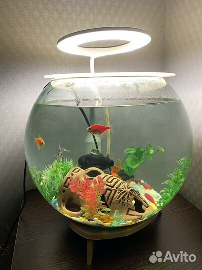Аквариум с рыбками