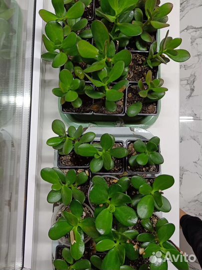 Цветок Денежное дерево (Толстянка)