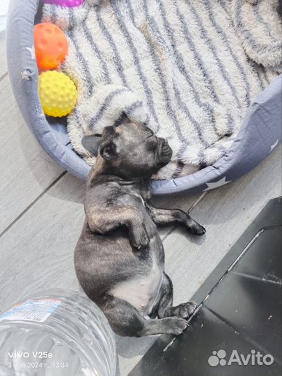 Французский бульдог