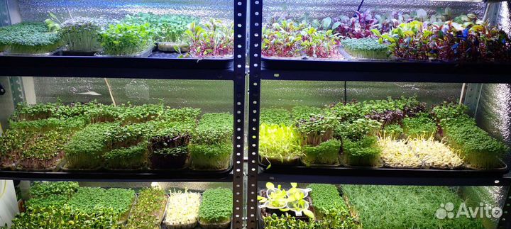 Микрозелень, проростки и пищевые цветы