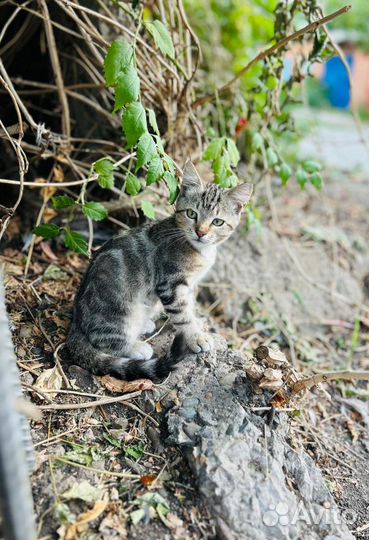 Котенок в добрые руки