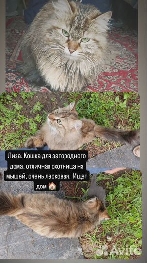 Котёнок ищет дом Кошка ищет дом