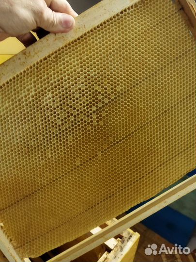 Сушь пчелиная