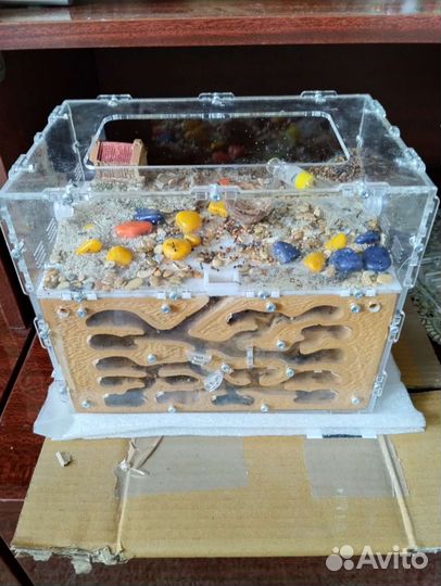 Муравьиная ферма с муравьями