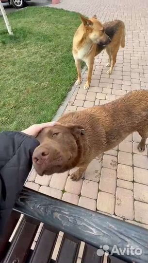 Каштан супер пёс ищет дом