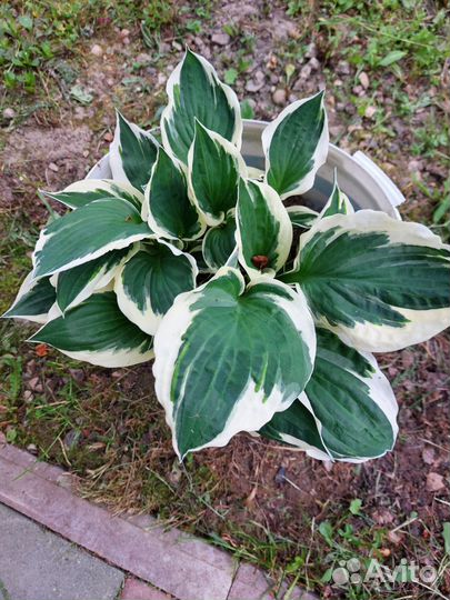 Хоста patriot и другие сорта