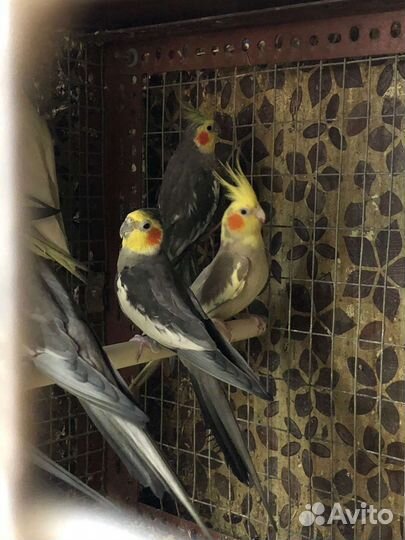 Попугай корелла