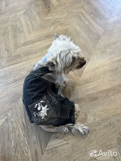 Одежда для собак