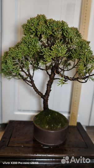 Дерево бонсай живое можжевельник