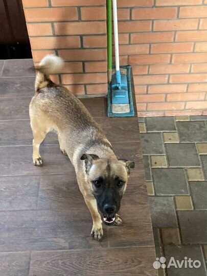 Щенки в дар