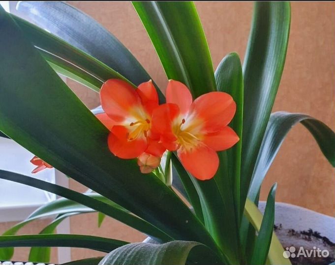 Цветок Кливия