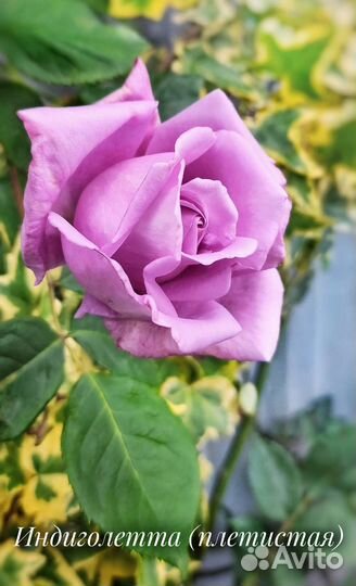 Растения для дома и сада