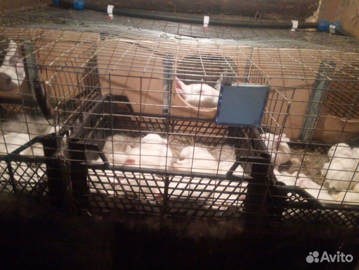 Белый паннон