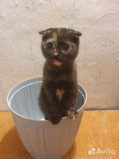 Праздничные коты