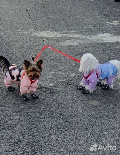 Комбинезон одежда для собак