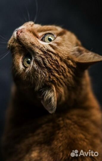 Ветеринар Врач Ремонт Кошки Собаки Вскрытие замков