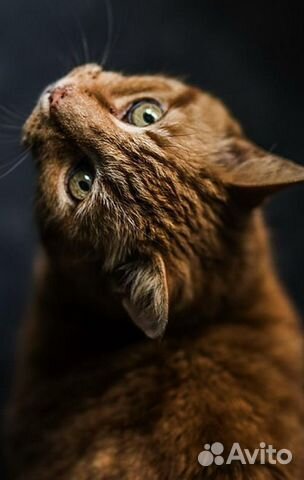 Ветеринар Врач Ремонт Кошки Собаки Вскрытие замков