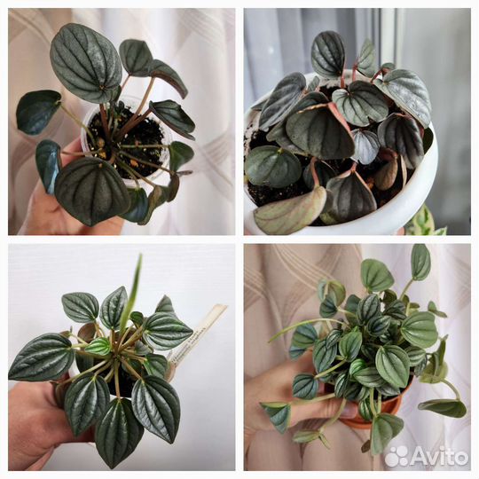 Пеперомии сортовые