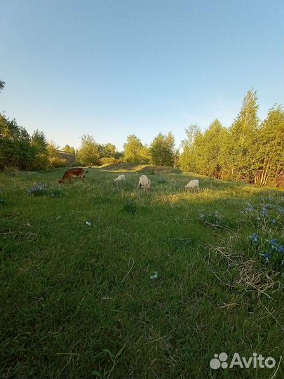 Козье молоко