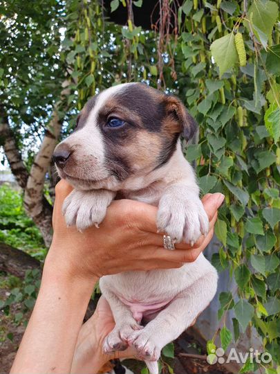 Щенок бесплатно в добрые руки 1 месяц