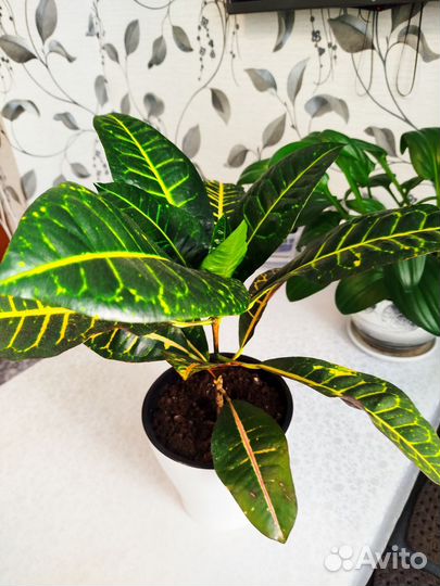 Цфеток домашний