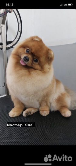 Ищем подружку для вязки