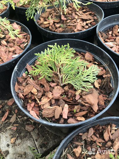 Туя в ассортименте