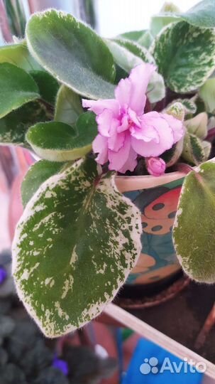 Фиалки Династия Мин