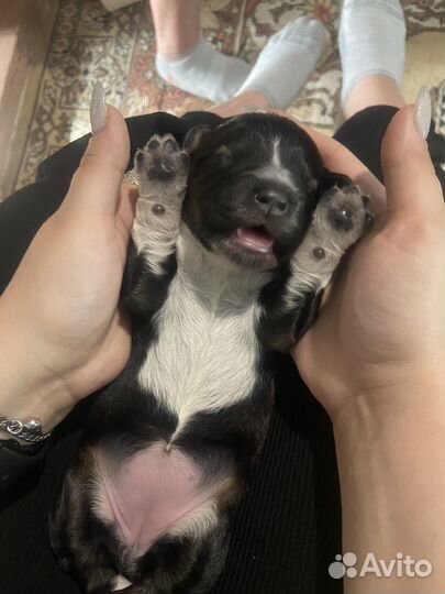 Собака в добрые руки отдам бесплатно