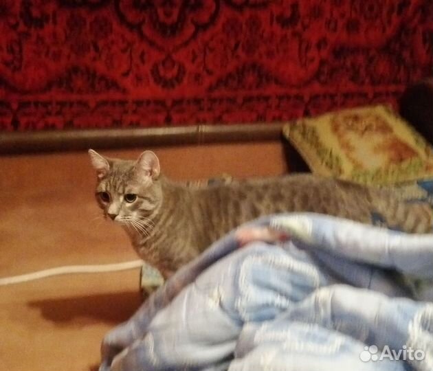 Ласковый котенок-подросток в добрые руки